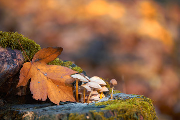 Macro photo of mushrooms