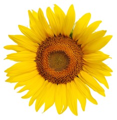 A bright yellow sunflower isolated on a white background.