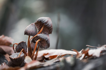 Macro photo of mushrooms