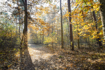 Obraz premium forest