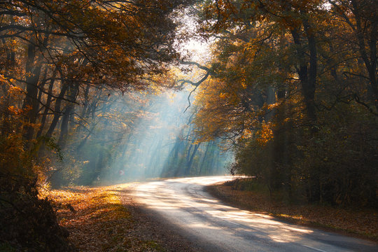 Misty autumn forest road - Powered by Adobe
