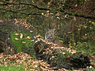 Naklejka na ściany i meble Luchs (Lynx lynx) im Herbstwald 