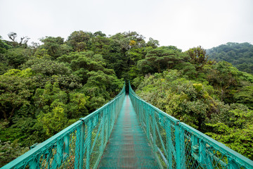 Naklejka premium eine Brücke im Regenwald