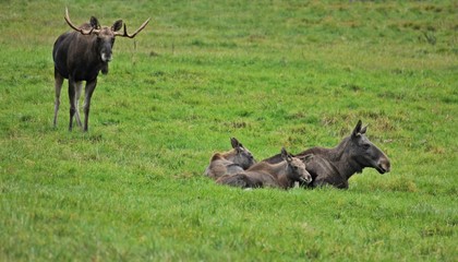 Elchfamilie (Alces alces) mit fünf Monate alten Zwillingen