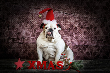 Hund Karte X mas