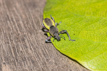 little bug on leaf