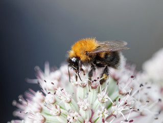 Bumle bee on a pink flower, gray background