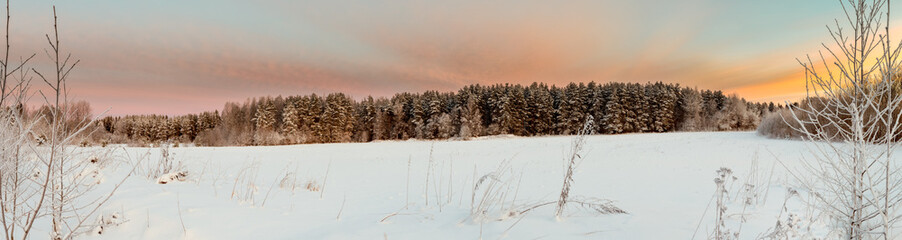 On the edge of the forest.