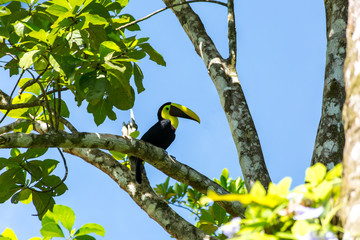 ein schöner Tukan sitzt auf dem Baum © Robert Leßmann