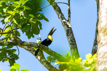 ein schöner Tukan sitzt auf dem Baum © Robert Leßmann