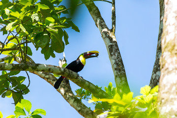 ein schöner Tukan sitzt auf dem Baum und frisst © Robert Leßmann