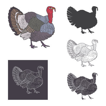 Turkey vector illustration