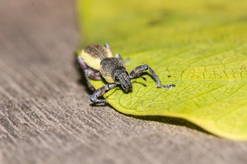 little bug on leaf