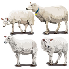 Sheeps in Different Poses