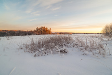 On the edge of the forest.