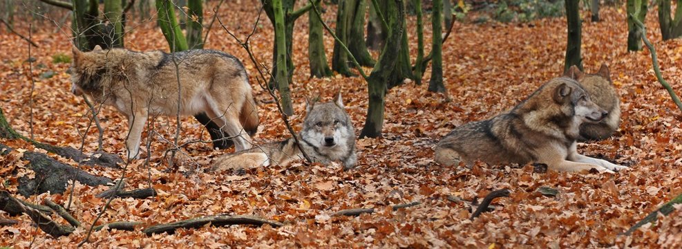 Ruhendes Wolfsrudel (Canis lupus)