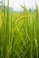 Rice grown ripe harvest