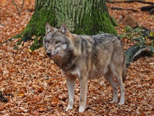 Stehender Wolf (Canis lupus)
