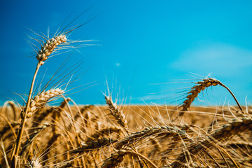 Wheat field and blue sky