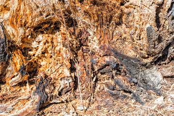 stump on carpet of fall leaves and blades of grass in winter