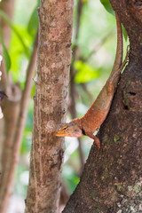the asia little lizard