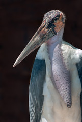 Marabou stork