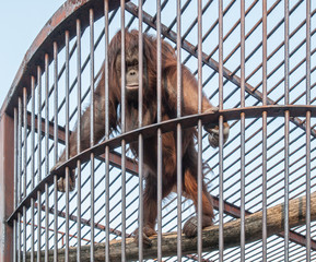 Oranguntan in a cage 01