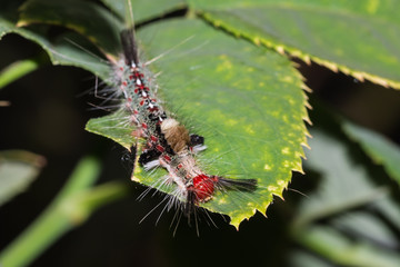 Worm on leaf