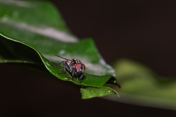 fly on leaf