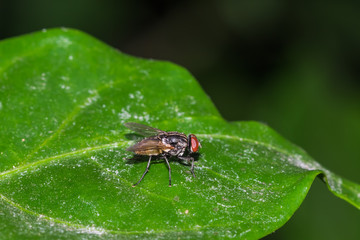 fly on leaf