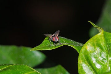 fly on leaf