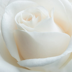 White rose on white background.  Selective focus.