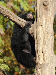Lippenbär auf einem Baum