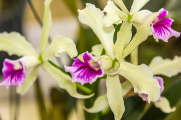 Fototapeta premium Orquídea.