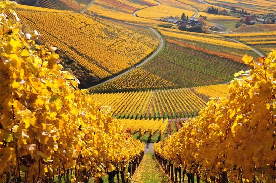 herbst