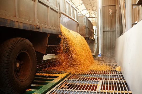 the corn unloaded