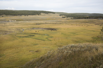 Fototapeta premium Bison herd roaming Hayden Valley in Yellowstone National Park, Wyoming.