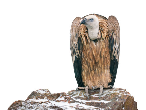 Griffon vulture perched on a stone. Isolated
