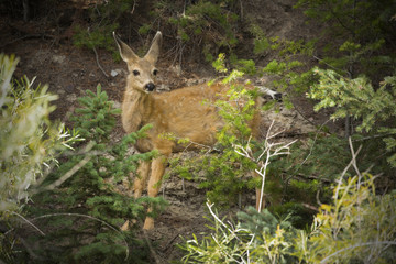 Naklejka na ściany i meble Mule deer fawn standing in forest, Yellowstone National Park, Wyoming.