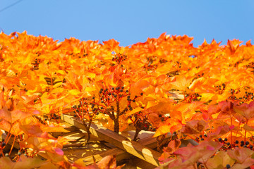 Image of autumn colored leaves on a wall with blue sky in the top of the picture.