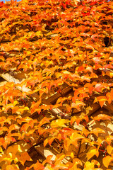 Vertical image of a wall full of red and orange leaves. Fall background with beautiful ivy leaves climbing on a wooden fence wall.