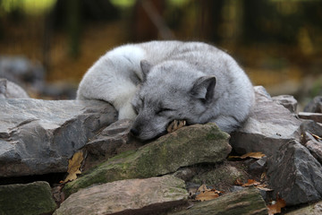 la sieste