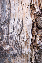 Corteza de árbol
