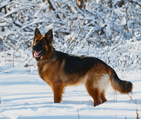 German shepherd dog standing in snow, winter forest 