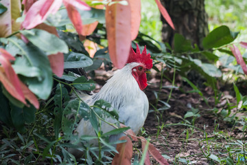 Local chicken in Thailand