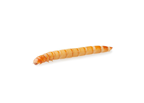 Yellow meal worm isolated