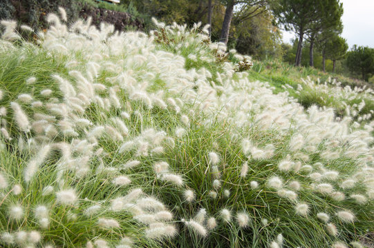 Pennisetum Villosum