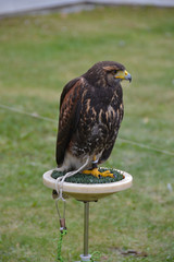 eagle
