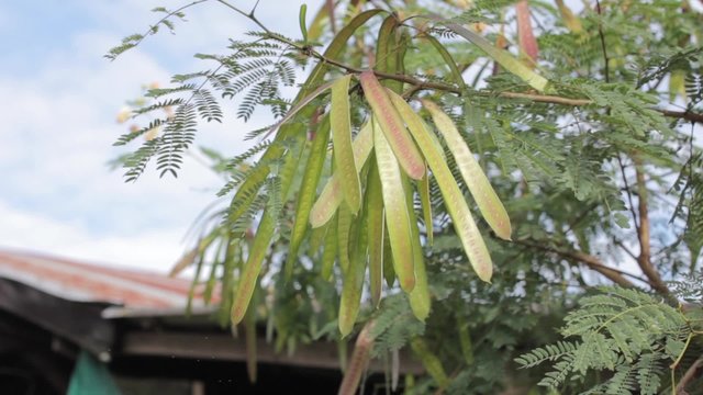 Horse tamarind tree, Leucaena fruit ( Leucaena leucocephala (Lam.) de Wit ) in the sky background, herb, healing hypertension