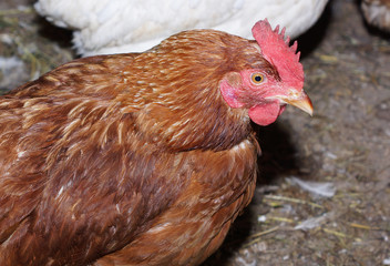 The chicken in the chicken coop.